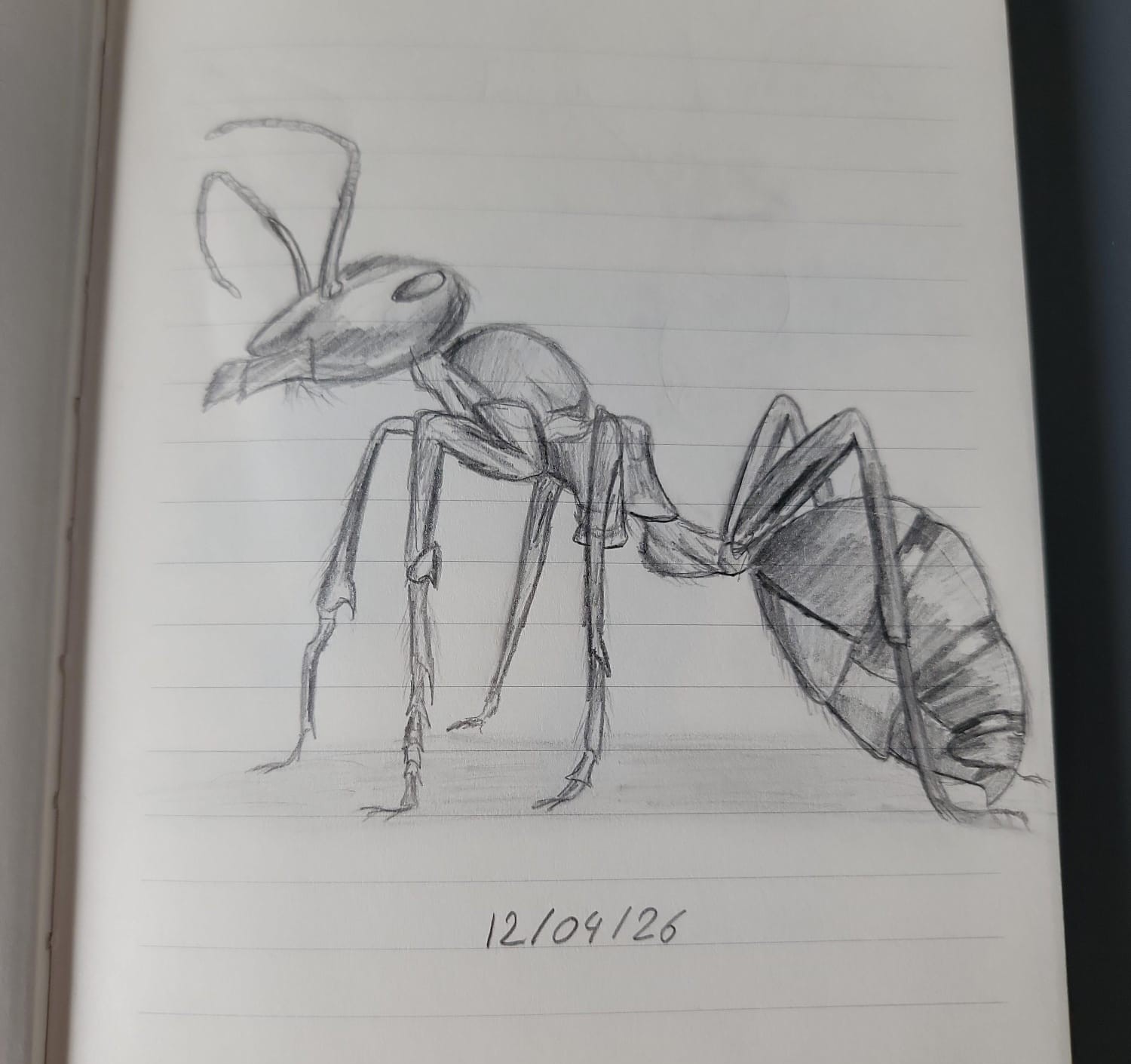 Dessin au crayon d'une fourmi