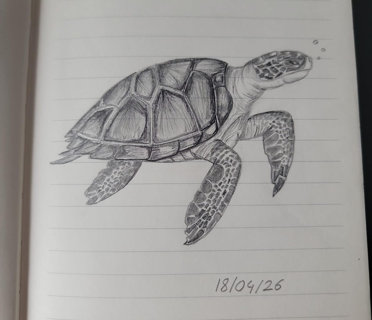 Dessin au crayon d'une tortue